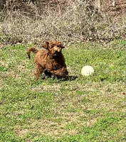 Bootsie, a male Irish Doodle for sale in Greensboro, NC – Photo 2 of 3