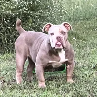 Blue, a female American Bully for sale in Greensboro, NC – Photo 1 of 5