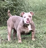 Blue, a female American Bully for sale in Greensboro, NC – Photo 1 of 5