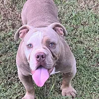 Blue, a female American Bully for sale in Greensboro, NC – Photo 5 of 5