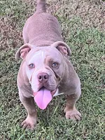 Blue, a female American Bully for sale in Greensboro, NC – Photo 5 of 5