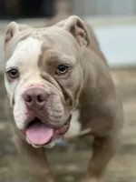 Blue, a female American Bully for sale in Greensboro, NC – Photo 4 of 5