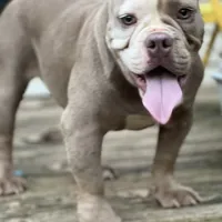 Blue, a female American Bully for sale in Greensboro, NC – Photo 2 of 5