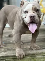 Blue, a female American Bully for sale in Greensboro, NC – Photo 2 of 5