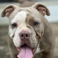 Blue, a female American Bully for sale in Greensboro, NC – Photo 3 of 5