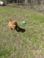 Zander, a male Irish Doodle for sale in Greensboro, NC – Photo 2 of 2