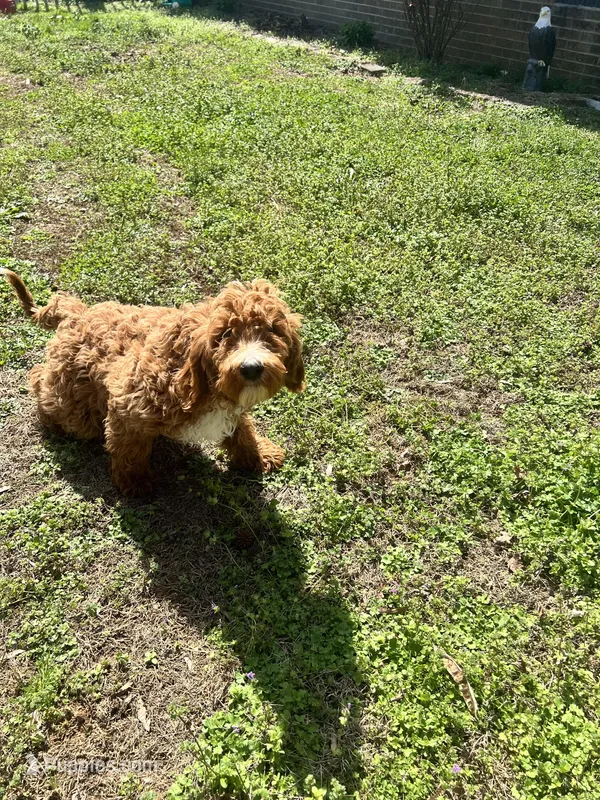 Zander – Irish Doodle puppy for sale in Greensboro, NC