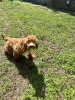 Zander, a male Irish Doodle for sale in Greensboro, NC – Photo 1 of 2