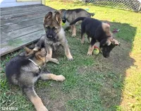 Lucy, a female German Shepherd Dog for sale in Westville, IN – 10 of 10