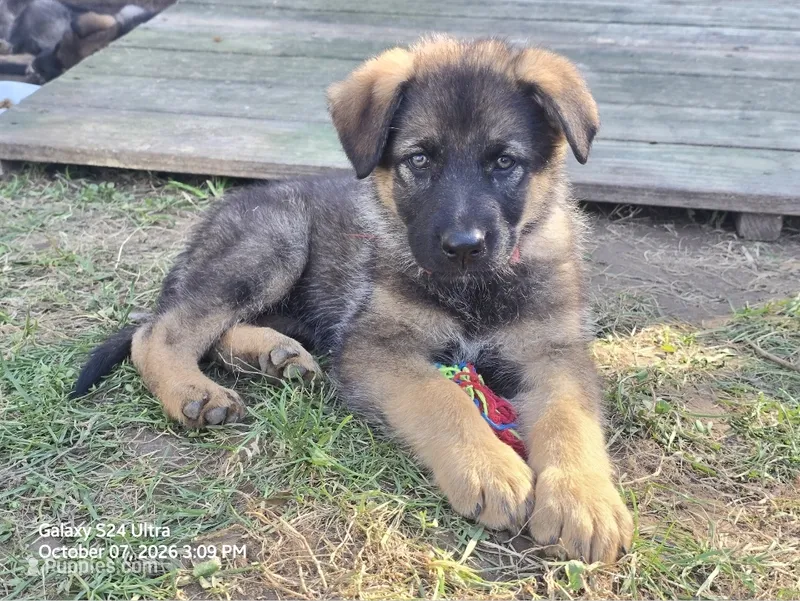 Lucy – German Shepherd Dog puppy for sale in Westville, IN