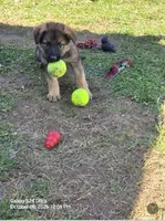 Lucy, a female German Shepherd Dog for sale in Westville, IN – 3 of 10