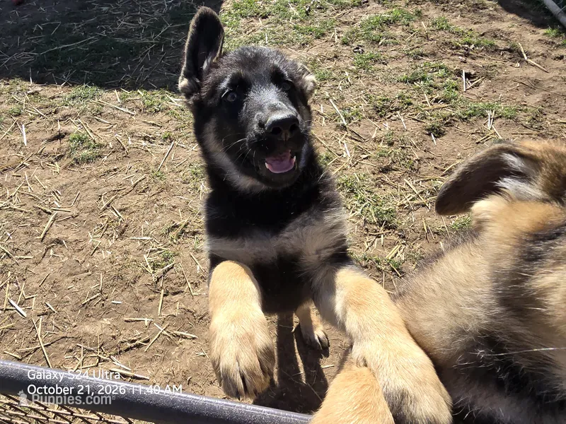 Raven – German Shepherd Dog puppy for sale in Westville, IN