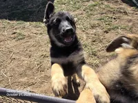 Raven, a female German Shepherd Dog for sale in Westville, IN – 1 of 6