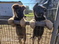 Raven, a female German Shepherd Dog for sale in Westville, IN – 2 of 6