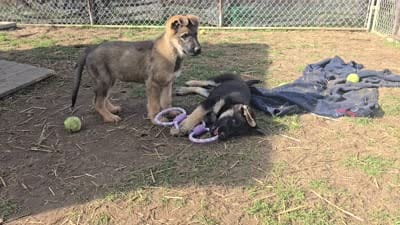 Lucy, a female German Shepherd Dog for sale in Westville, IN – 8 of 10
