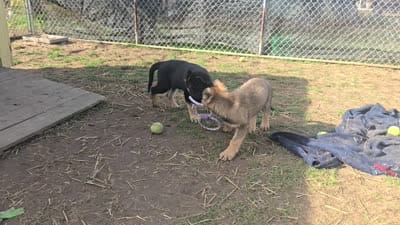 Raven, a female German Shepherd Dog for sale in Westville, IN – 4 of 6
