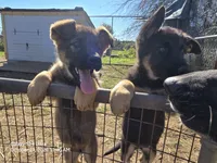Lucy, a female German Shepherd Dog for sale in Westville, IN – 5 of 10