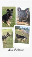 Lucy, a female German Shepherd Dog for sale in Westville, IN – 9 of 10