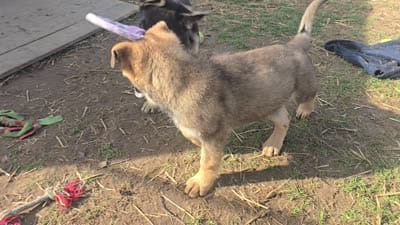 Raven, a female German Shepherd Dog for sale in Westville, IN – 3 of 6