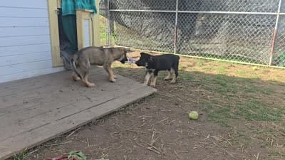 Lucy, a female German Shepherd Dog for sale in Westville, IN – 7 of 10