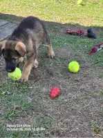 Lucy, a female German Shepherd Dog for sale in Westville, IN – 2 of 10