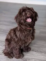 Runtina, a female Havapoo for sale in Woodstock, GA – 5 of 5