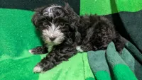 Chester, a male Havapoo for sale in Woodstock, GA – 1 of 4