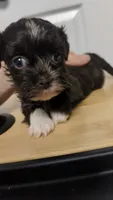 Runtina, a female Havapoo for sale in Woodstock, GA – 4 of 5