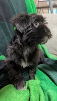 Cosmo, a male Havapoo for sale in Woodstock, GA – 2 of 2