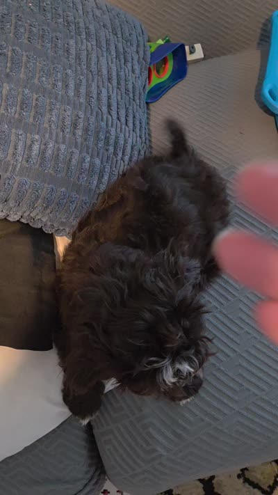 Chester, a male Havapoo for sale in Woodstock, GA – 4 of 4