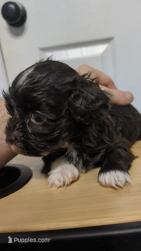 Runtina – Havapoo puppy for sale in Woodstock, GA