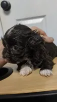 Runtina, a female Havapoo for sale in Woodstock, GA – 3 of 5