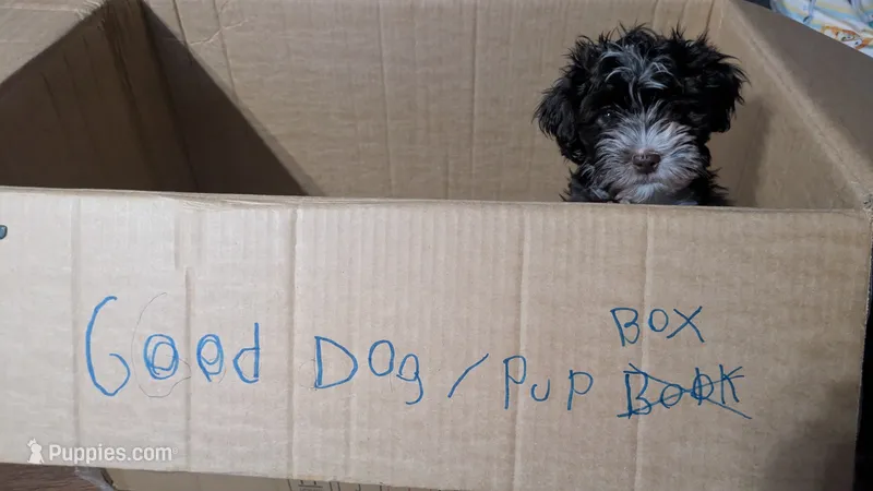 Chester – Havapoo puppy for sale in Woodstock, GA