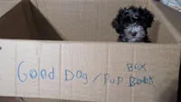 Chester, a male Havapoo for sale in Woodstock, GA – 2 of 4