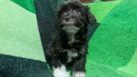 Runtina, a female Havapoo for sale in Woodstock, GA – 2 of 5