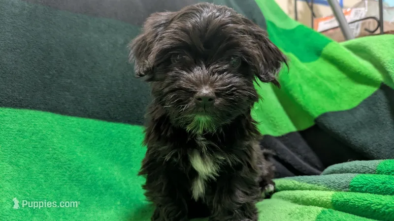 Cosmo – Havapoo puppy for sale in Woodstock, GA