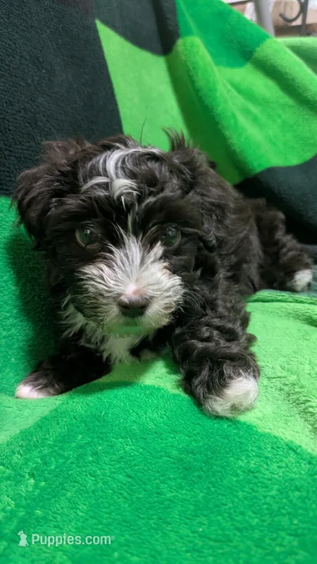 Chester – Havapoo puppy for sale in Woodstock, GA