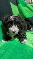Chester, a male Havapoo for sale in Woodstock, GA – 3 of 4
