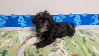 Runtina, a female Havapoo for sale in Woodstock, GA – 1 of 5