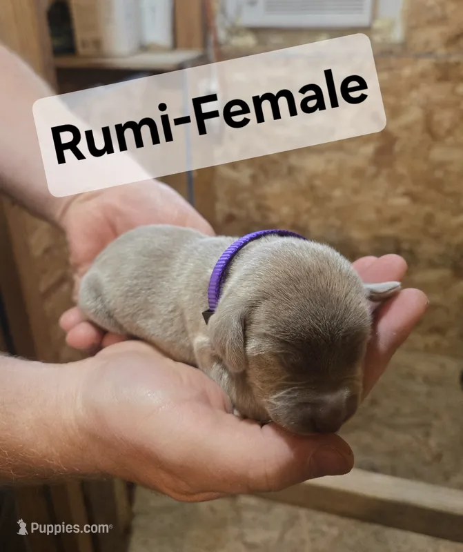 Rumi – Weimaraner puppy for sale in Iona, ID
