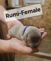 Rumi, a female Weimaraner for sale in Iona, ID – 1 of 4