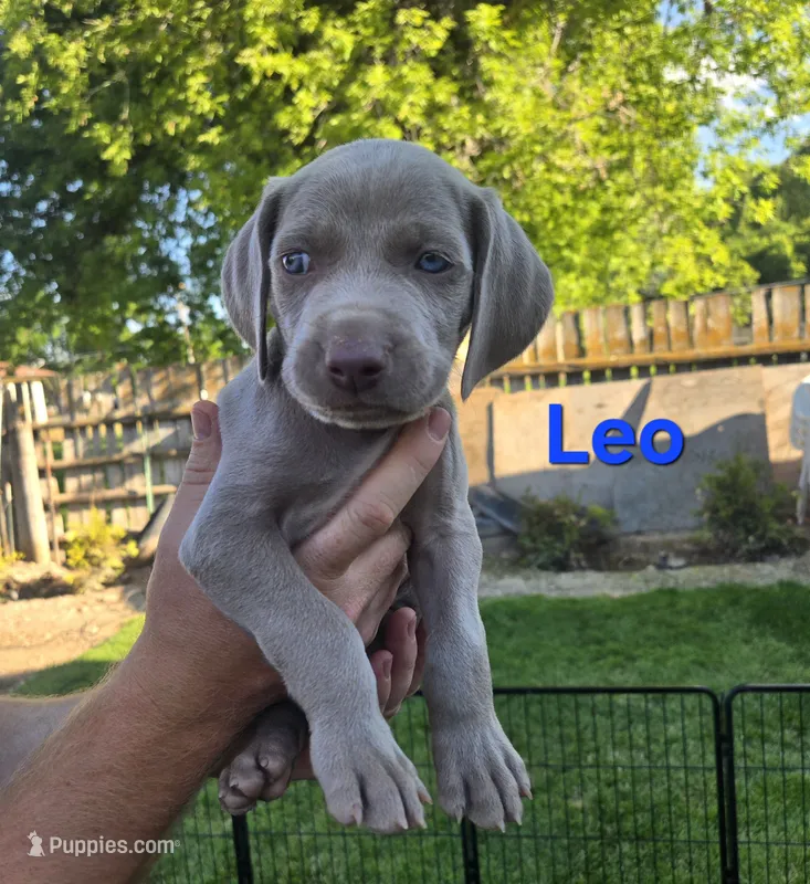 Leo – Weimaraner puppy for sale in Iona, ID