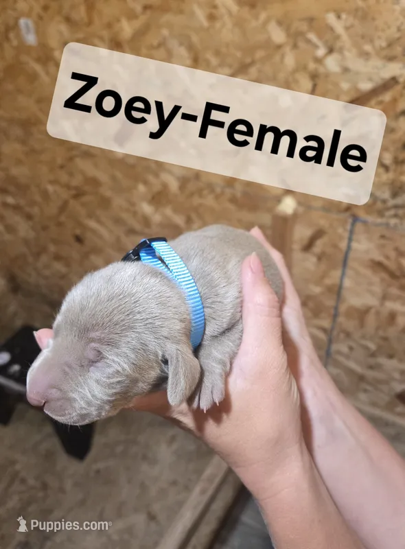 Zoey – Weimaraner puppy for sale in Iona, ID