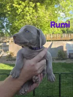 Rumi, a female Weimaraner for sale in Iona, ID – 2 of 4