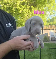 Mira, a female Weimaraner for sale in Iona, ID – 2 of 4