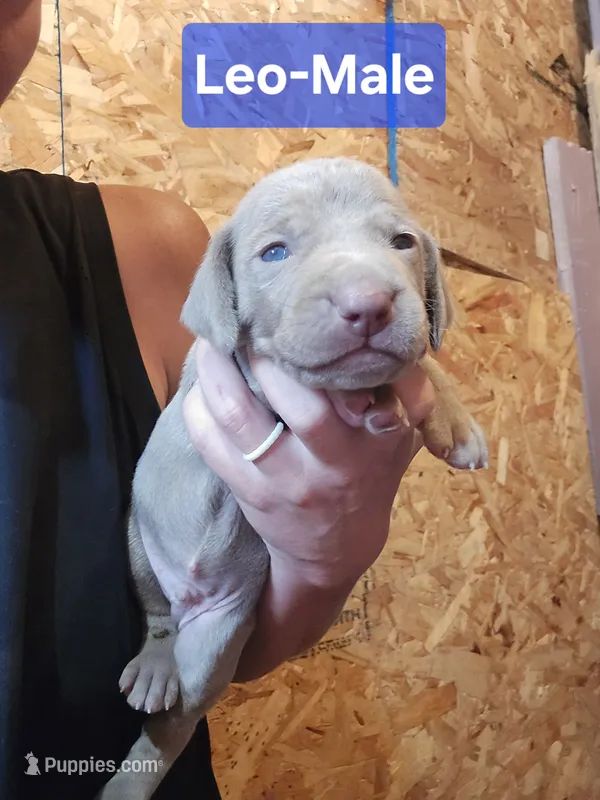 Leo – Weimaraner puppy for sale in Iona, ID
