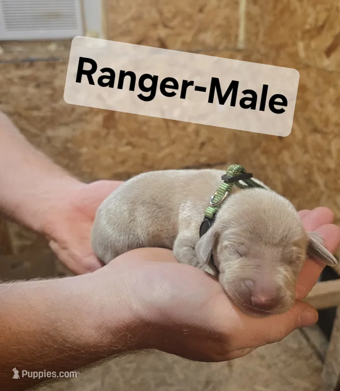 Ranger – Weimaraner puppy for sale in Iona, ID