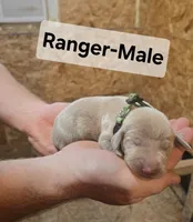 Ranger, a male Weimaraner for sale in Iona, ID – 1 of 4