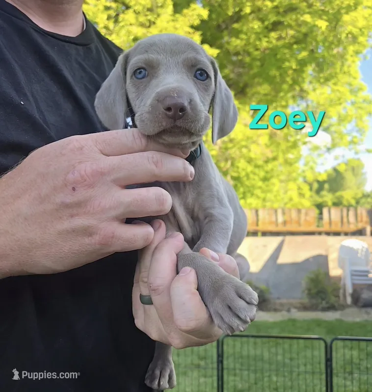 Zoey – Weimaraner puppy for sale in Iona, ID