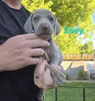 Zoey, a female Weimaraner for sale in Iona, ID – 1 of 4